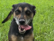 Pet of the Week: Sing a song with Coco!