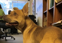 Pet of the Week: Find a friend in Waffles!