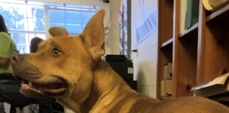 Pet of the Week: Find a friend in Waffles!