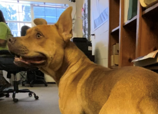 Pet of the Week: Find a friend in Waffles!