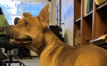 Pet of the Week: Find a friend in Waffles!