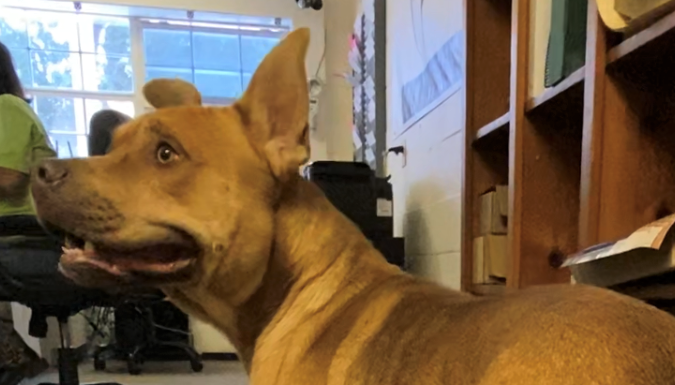 Pet of the Week: Find a friend in Waffles!