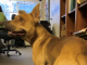 Pet of the Week: Find a friend in Waffles!