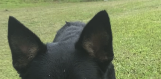 Pet of the Week: Share something sweet with Pooh Bear!