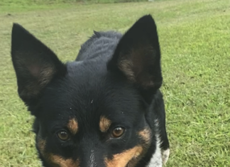 Pet of the Week: Share something sweet with Pooh Bear!