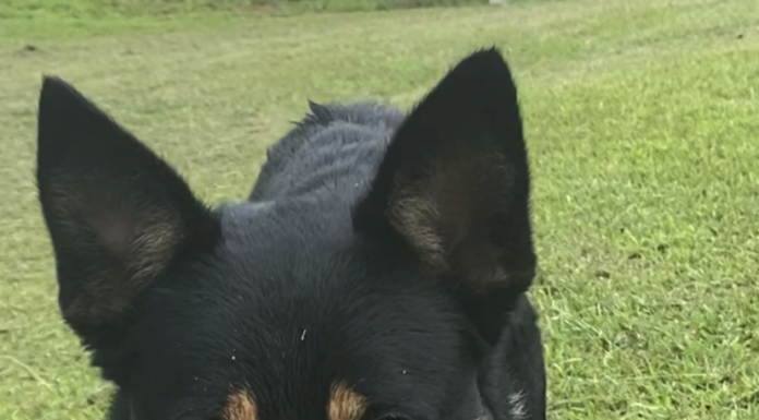 Pet of the Week: Share something sweet with Pooh Bear!