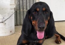 Bonus Pet of the Week: Become besties with Holly!