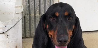 Bonus Pet of the Week: Become besties with Holly!