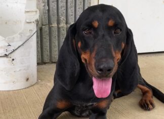 Bonus Pet of the Week: Become besties with Holly!