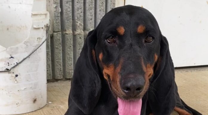 Bonus Pet of the Week: Become besties with Holly!