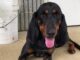Bonus Pet of the Week: Become besties with Holly!