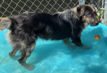 Bonus Pet of the Week: Learn some new tricks with Monroe!