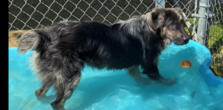 Bonus Pet of the Week: Learn some new tricks with Monroe!