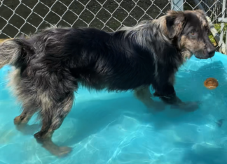 Bonus Pet of the Week: Learn some new tricks with Monroe!