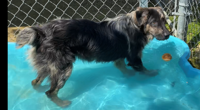 Bonus Pet of the Week: Learn some new tricks with Monroe!