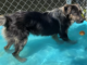Bonus Pet of the Week: Learn some new tricks with Monroe!