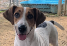 Pet of the Week: Smell the flowers with Honeybee!