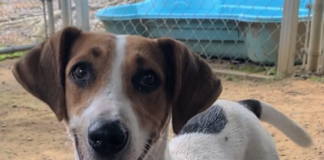 Pet of the Week: Smell the flowers with Honeybee!