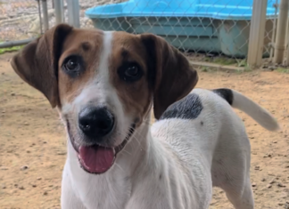 Pet of the Week: Smell the flowers with Honeybee!