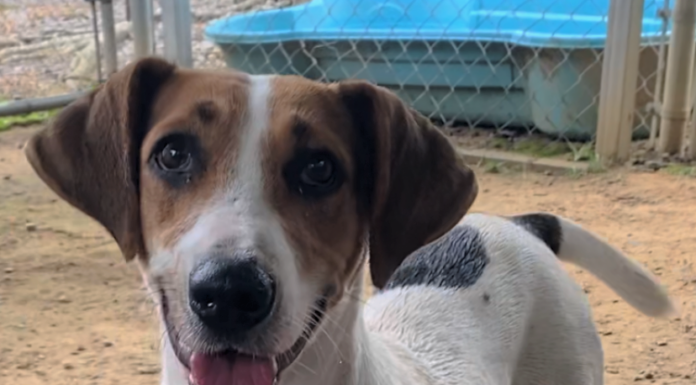 Pet of the Week: Smell the flowers with Honeybee!