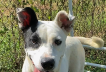 Pet of the Week: Share some love with Valentine!