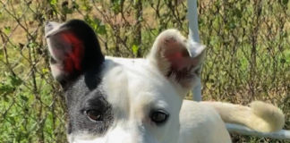 Pet of the Week: Share some love with Valentine!