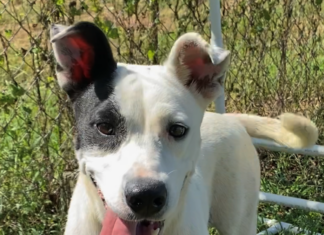 Pet of the Week: Share some love with Valentine!