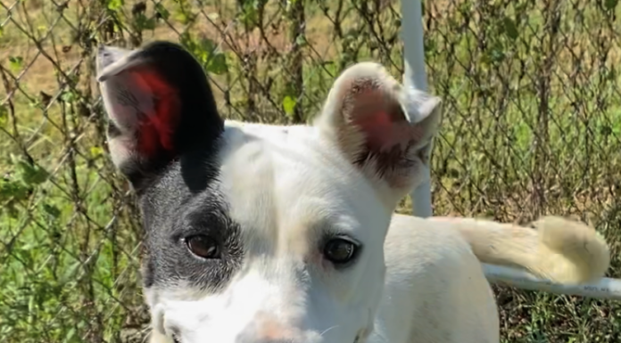 Pet of the Week: Share some love with Valentine!