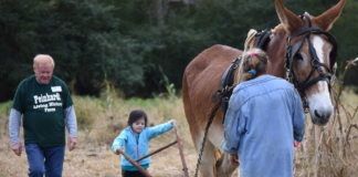 Peinhardt Farm Day cancelled