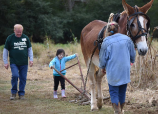 Peinhardt Farm Day cancelled