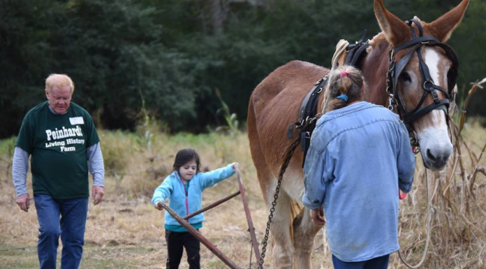 Peinhardt Farm Day cancelled