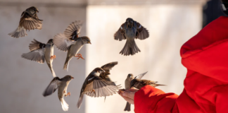 Guest Editorial – The Valued Man: Without Condition