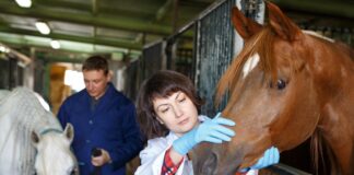 Ivermectin for animals not safe for people