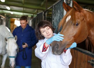 Ivermectin for animals not safe for people