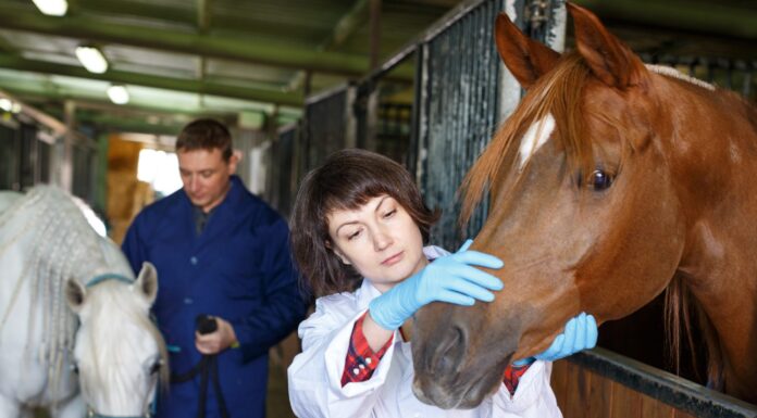 Ivermectin for animals not safe for people