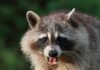 Oral rabies vaccine is being distributed in 18 Alabama counties including Cullman County