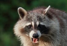 Oral rabies vaccine is being distributed in 18 Alabama counties including Cullman County
