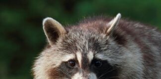 Oral rabies vaccine is being distributed in 18 Alabama counties including Cullman County