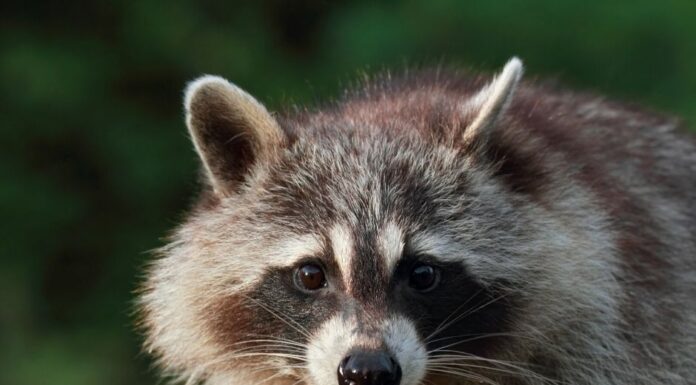 Oral rabies vaccine is being distributed in 18 Alabama counties including Cullman County