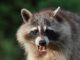 Oral rabies vaccine is being distributed in 18 Alabama counties including Cullman County