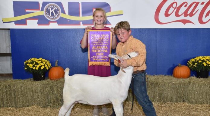 The 2021 Alabama National Fair Youth Beef Cattle Show and Alabama National Fair Goat Shows see winners from Cullman County