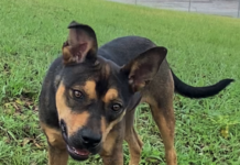 Pet of the Week: Have some fall fun with Libby!