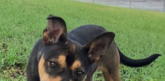 Pet of the Week: Have some fall fun with Libby!