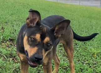 Pet of the Week: Have some fall fun with Libby!