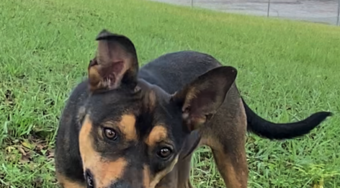 Pet of the Week: Have some fall fun with Libby!