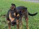 Pet of the Week: Have some fall fun with Libby!