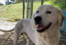 Pet of the Week: Take some tea with Percy!