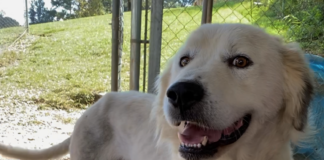 Pet of the Week: Take some tea with Percy!