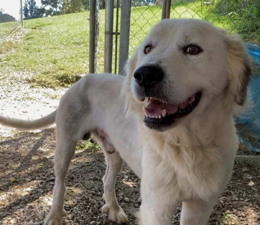 Pet of the Week: Take some tea with Percy!