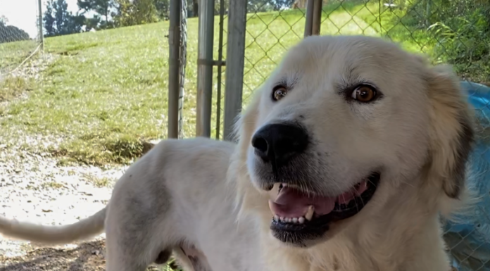 Pet of the Week: Take some tea with Percy!